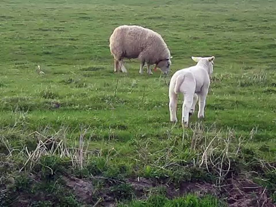 Lammetjes