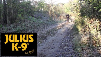 "Fuß" übung K9 Dog Training