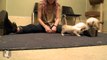 5 Siamese Kittens Take My Legs Hostage! - Kitten Love
