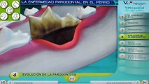 Enfermedad periodontal en perros. Los perros van al dentista. Limpieza de Boca.