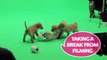 Andrex and Guide Dogs TV Advert - Behind the scenes!