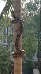 Voici comment les serpents grimpent aux arbres !