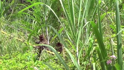 Grand hapalémurs dans un champ de canne à sucre