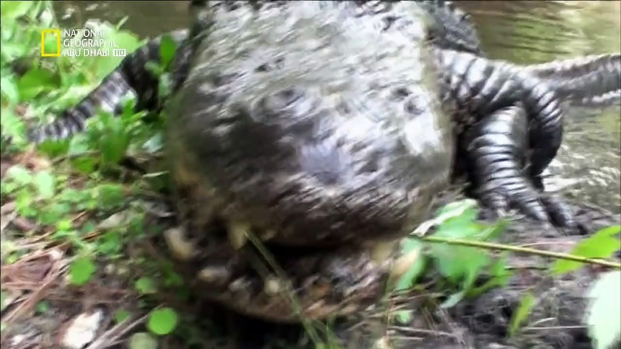 صيادو الأفاعي HD : الموت بسبب الأفعى ep4 2/2