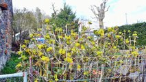 AU CŒUR DU PARC NATUREL DES VOLCANS D’AUVERGNE, UNE FERMETTE A RENOVER.