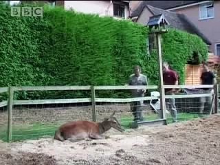 Sick three-legged deer cared for by Johnny Kingdom - BBC wildlife