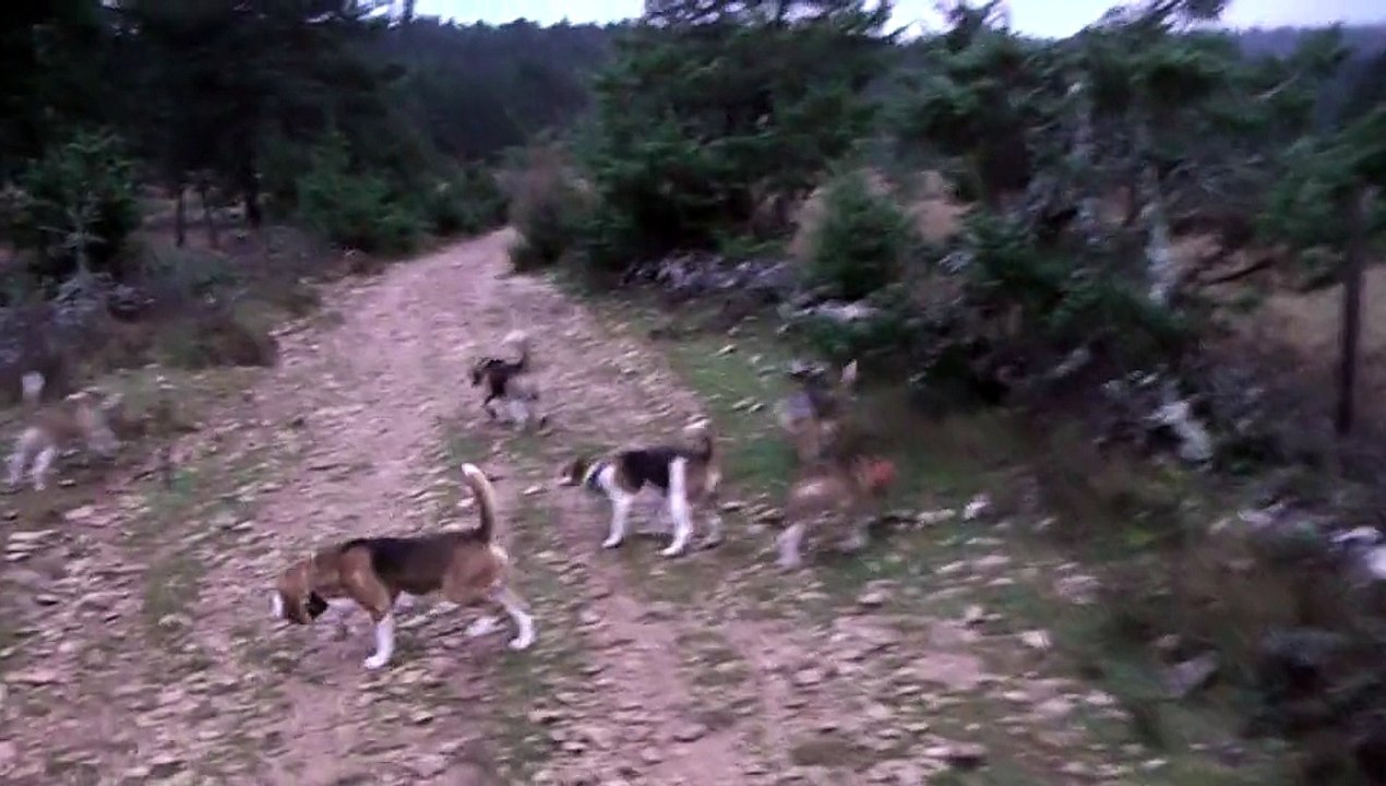 Laché du 16 Novembre 2014