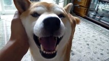 Dog smile Sakura The Shiba-Inu
