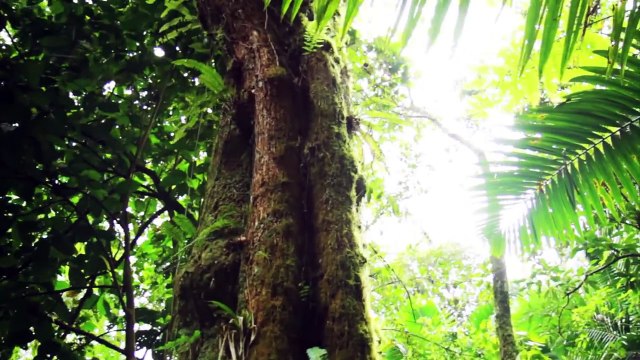 El Yunque National Rainforest - Puerto Rico (HD)