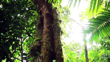El Yunque National Rainforest - Puerto Rico (HD)