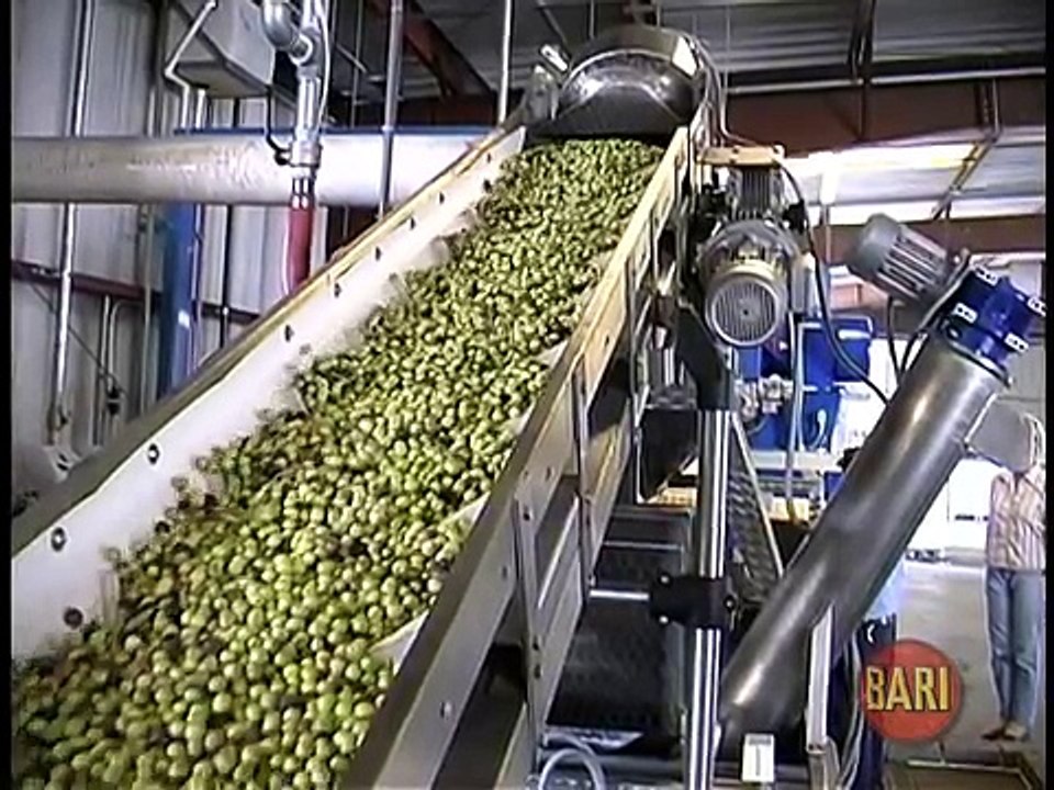 Bari Olive Oil Mill Operation
