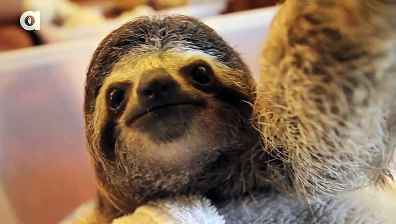 Mais qu'il est adorable ce paresseux ! Vous allez craquer devant sa belle bouille !