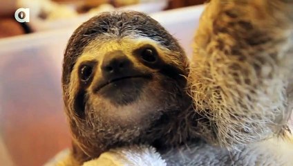 Mais qu'il est adorable ce paresseux ! Vous allez craquer devant sa belle bouille !