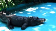 2012. 07. 28. Misisipi aligator Muja - ZR - Beo Zoo Vrt