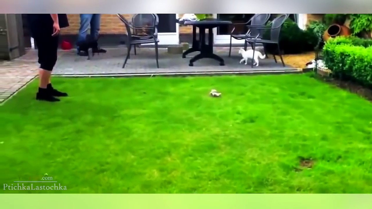 Cats vs Dogs Compilation