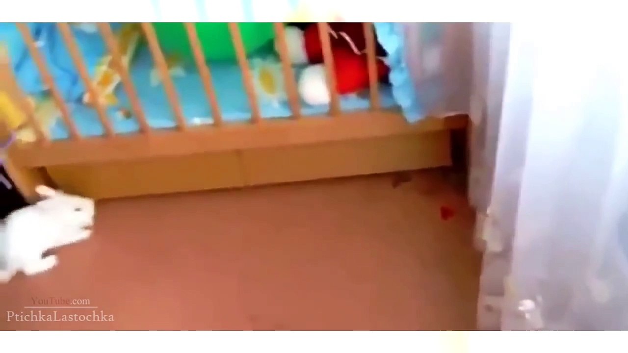 Funny Animal Videos