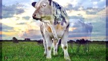 أكبر و أضخم سلالة بقر في العالم !!! البقرة البلجيكية العملاقة ..من عجائب عالم الحيوان * سبحان الله