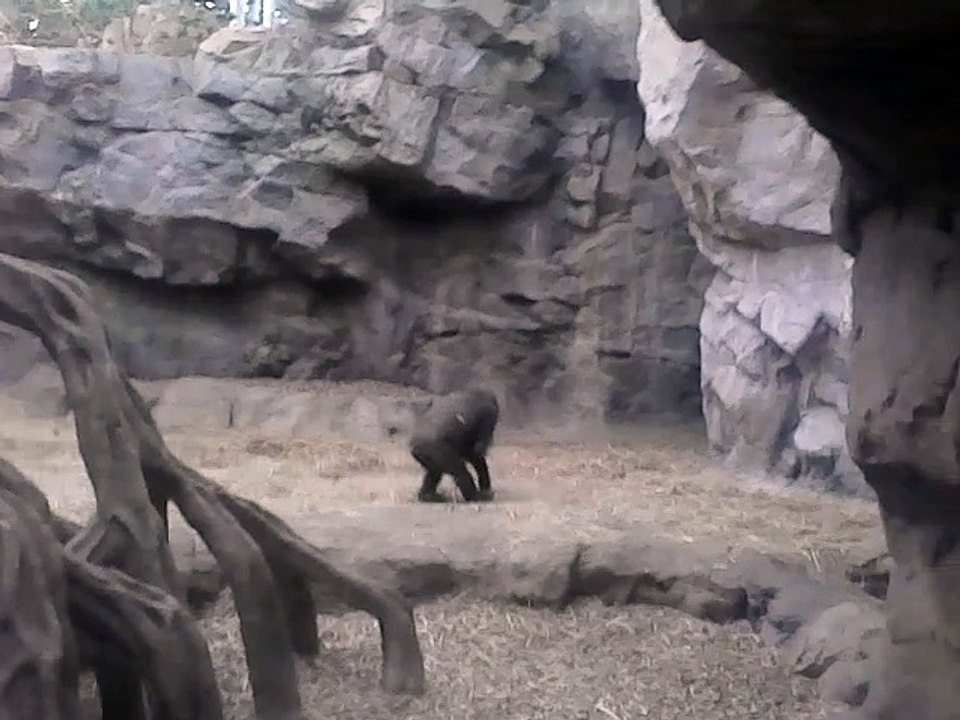 zoo 11
