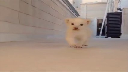 Best Videos of The Day #7 - Mister Buzz