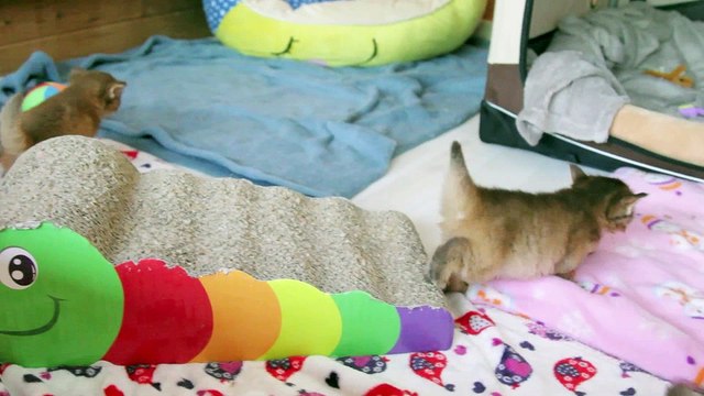 Chatons de Ismey - Chatterie de la Rivaleraie