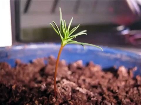 Giant Sequoia growing 2 years timelapse