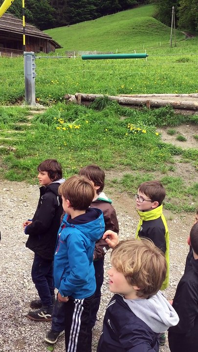 Cerfs volant 1