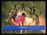 Maca - Fertility Superfood | Fertility Maca