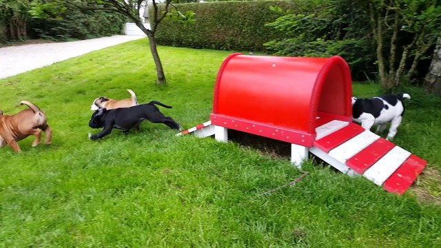 Les chiots s'amusent