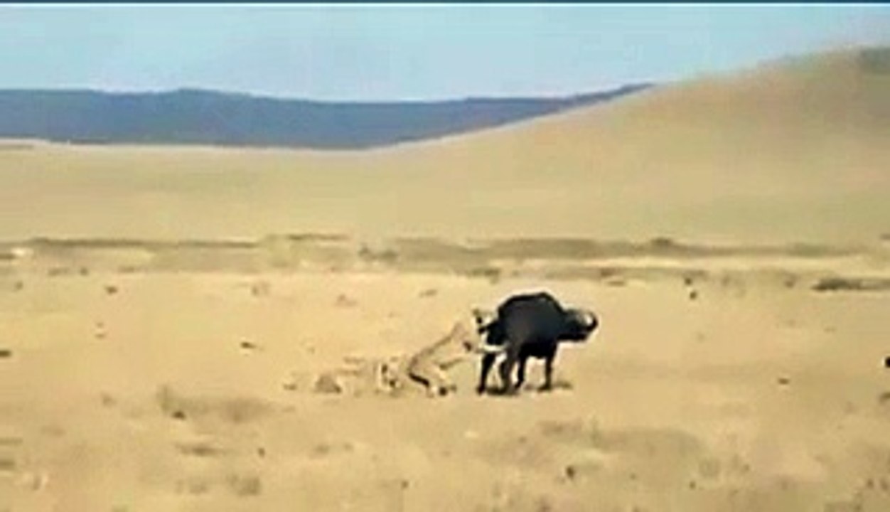 Cow vs Lion