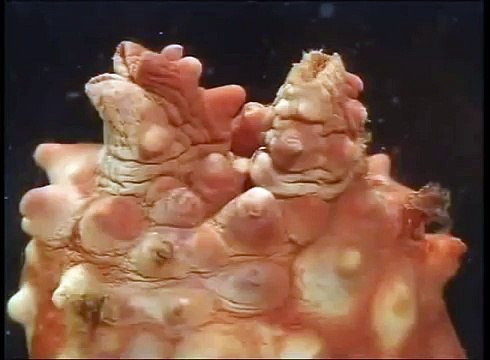 Funcionamiento de las redes neuronales - Discovery