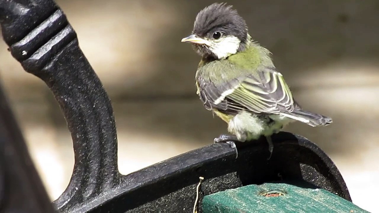 Bébé mésange