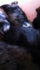 les ch'tits ça commence à bouger