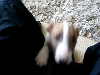 Mini bull terrier pup going mad