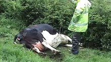 Cow with Milk fever & Big Calf