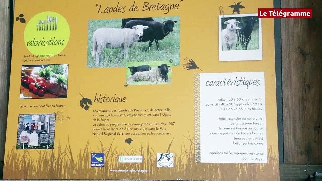 Dinéault (29). La tonte des brebis avant la transhumance