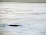 Loch Ness Monster Spotted?  Nessie New Footage! 6/3/07