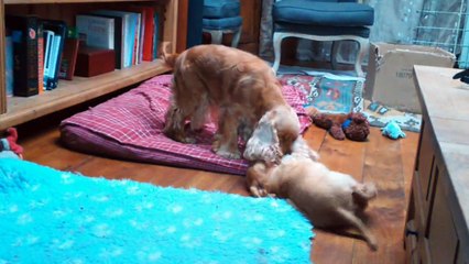 Retrouvailles Oufti et maman Harmonie 3