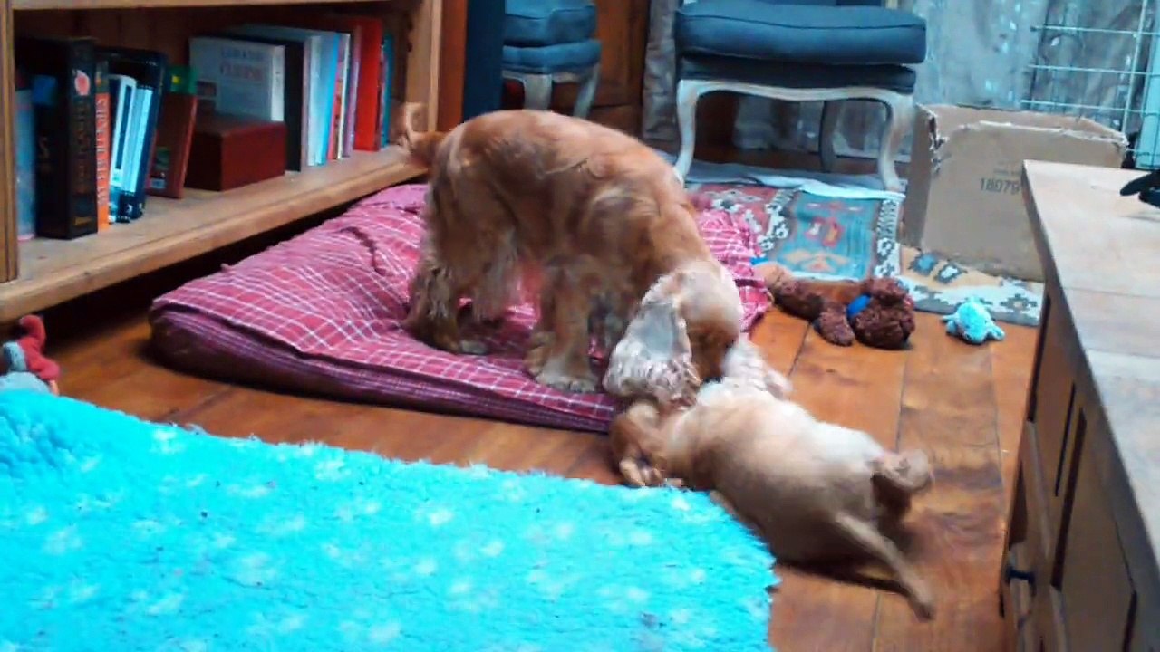 Retrouvailles Oufti et maman Harmonie 3
