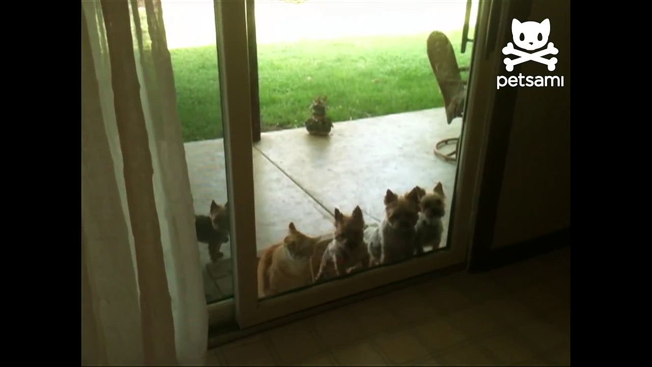 Cat opens door for puppies