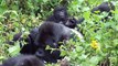 Mountain Gorillas in Virunga Mountains, Rwanda (Susa Group)