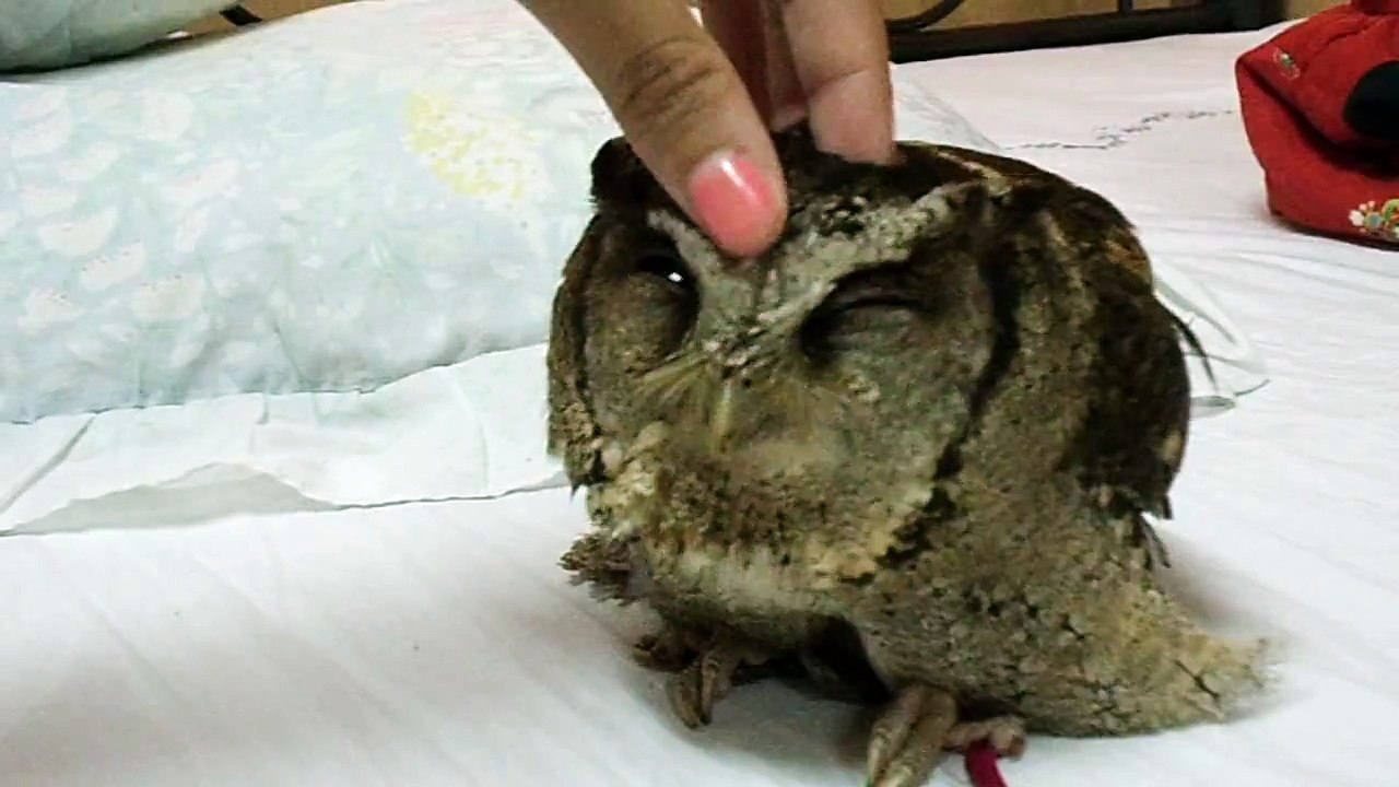 Take care Baby Owl (kkang-i)