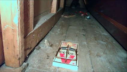 Fare Kapanına Sincap Takılırsa