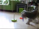 Amazing Funny Dog Tricks : Whisky the mini schnauzer performing the Ring Toss