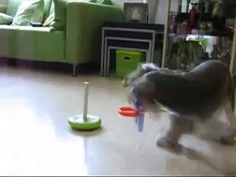 Amazing Funny Dog Tricks : Whisky the mini schnauzer performing the Ring Toss