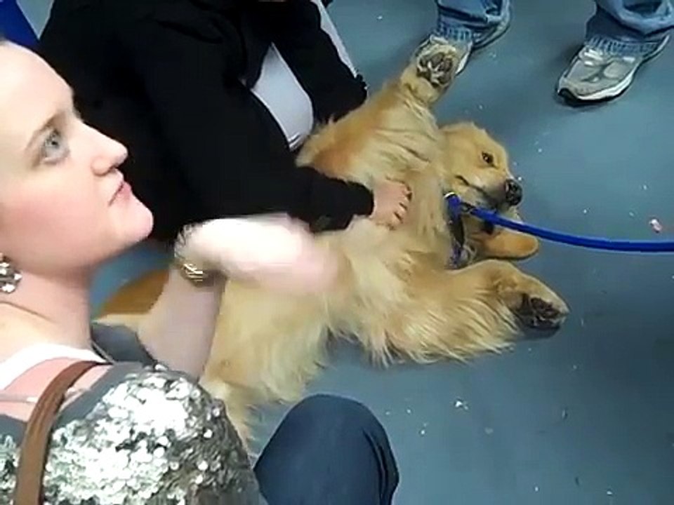 Golden Retrievers being so cute!