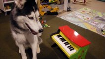Is that Mishka the Talking Husky playing the piano?!?