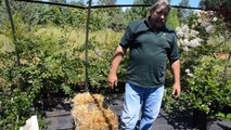 Straw Bale Gardening with Pete's Cow Manure & Organic Fertilizer