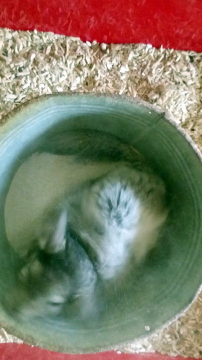 Chinchilla et terre à bain