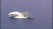 Australian Submarine First To Fire New Heavyweight Torpedo