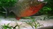 Red-bellied Piranhas eat Cooked Shrimp (close-up)